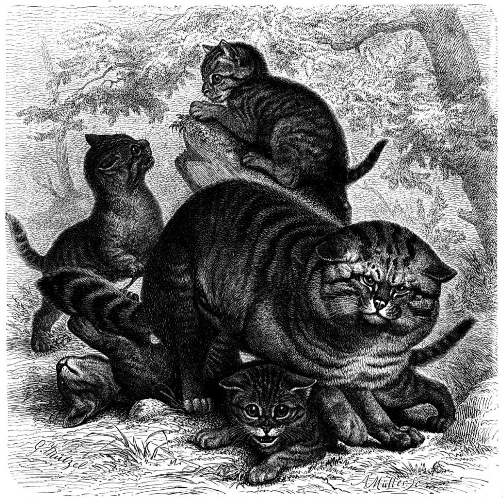 Wildkatze