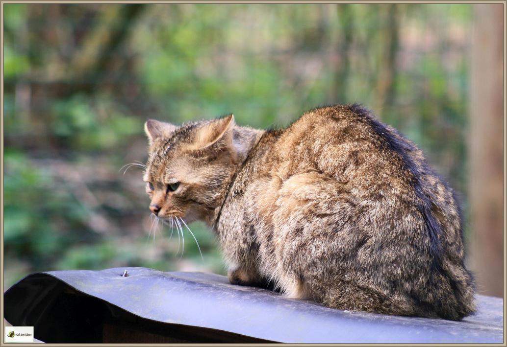 Wildkatze