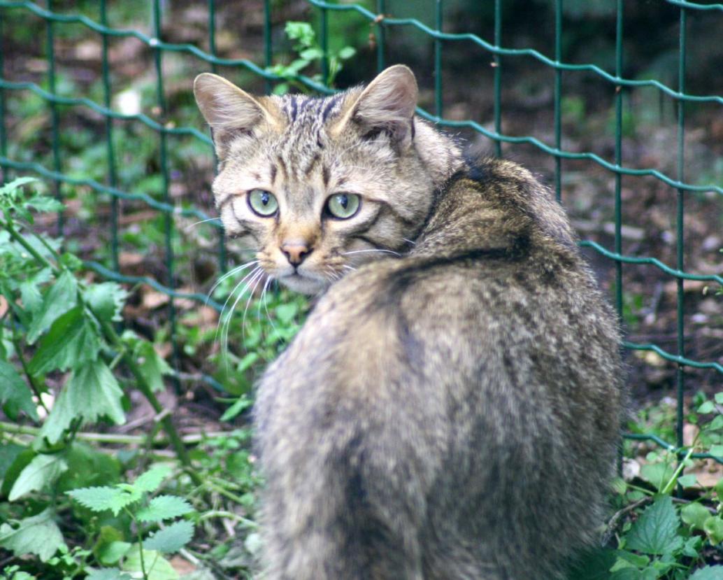 Wildkatze
