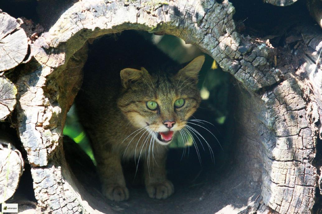 Wildkatze