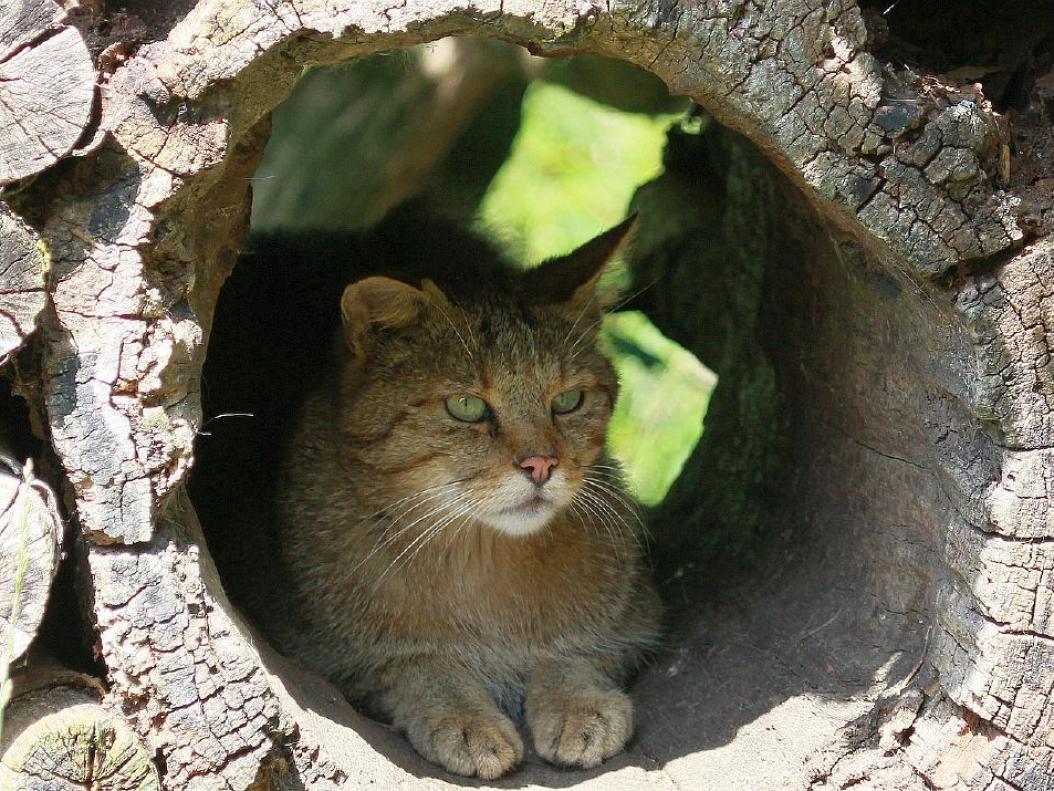 Wildkatze