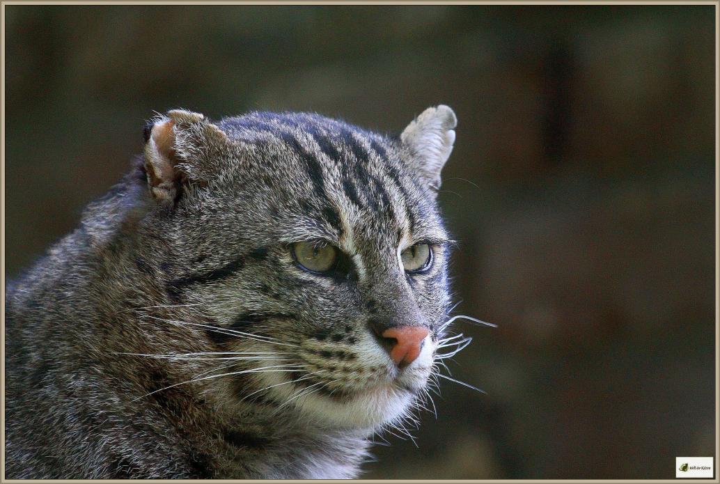 Fischkatze