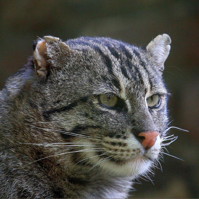 Fischkatze