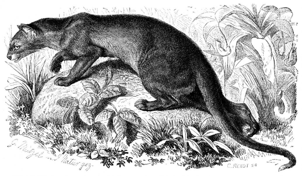 Fossa
