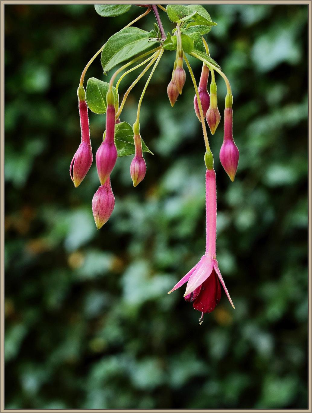 Fuchsie