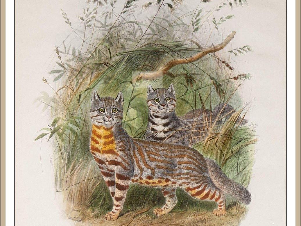 Pampaskatzen (Leopardus ...)
