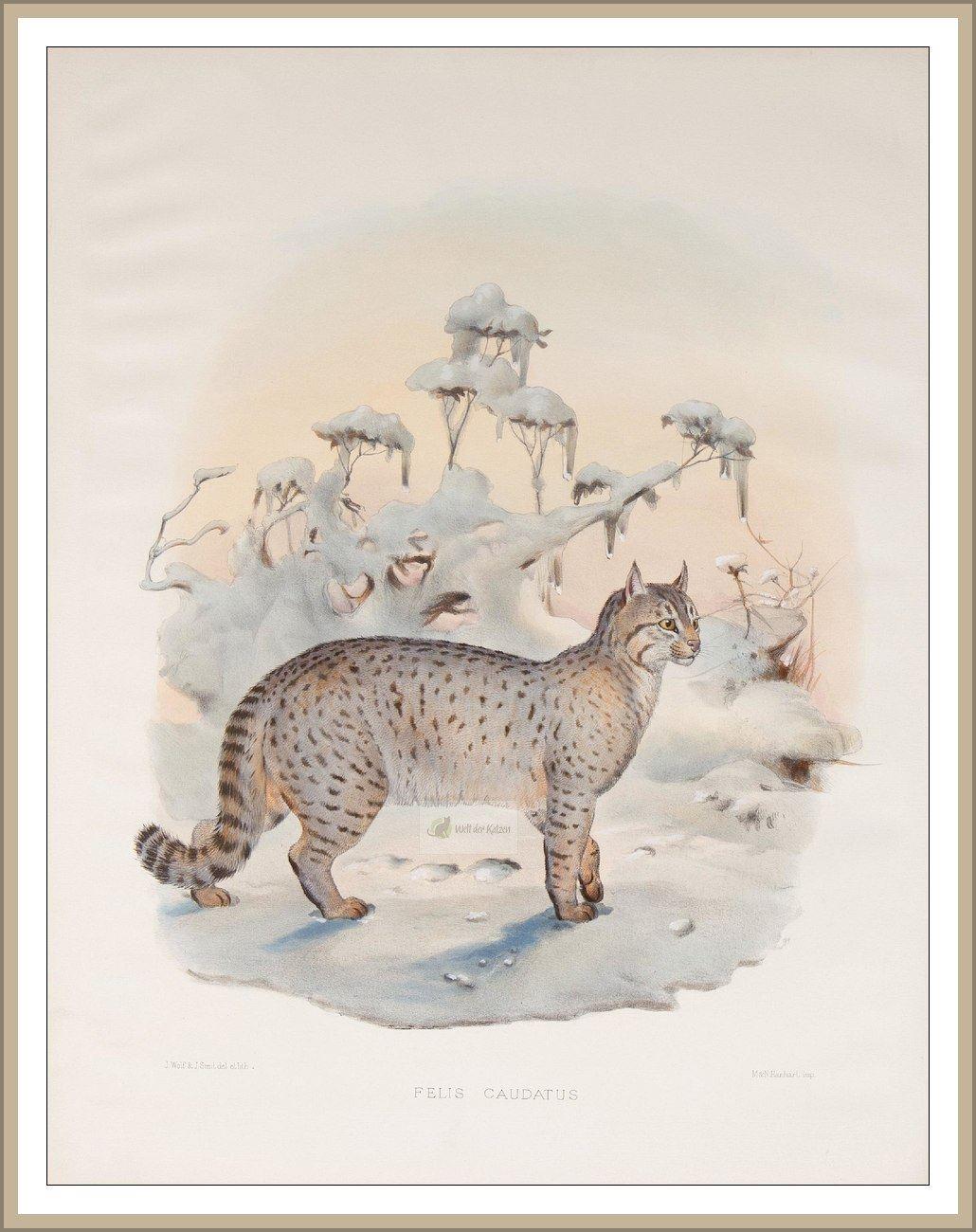 Steppenkatze
