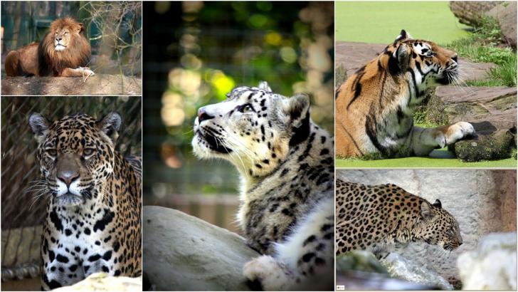 Löwe, Tiger & Co (Felidae)